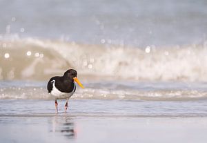Scholekster aan zee