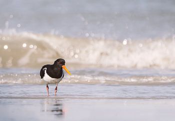 Huîtrier pie en mer