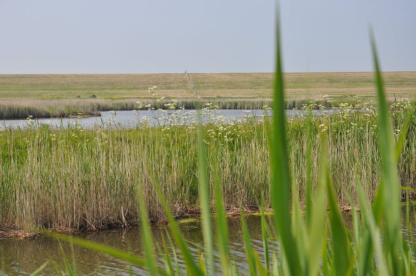 Texel par Vivian Kolkman