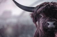 Scottish Highlander