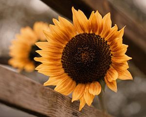 Sonnenblume von Saskia Schotanus