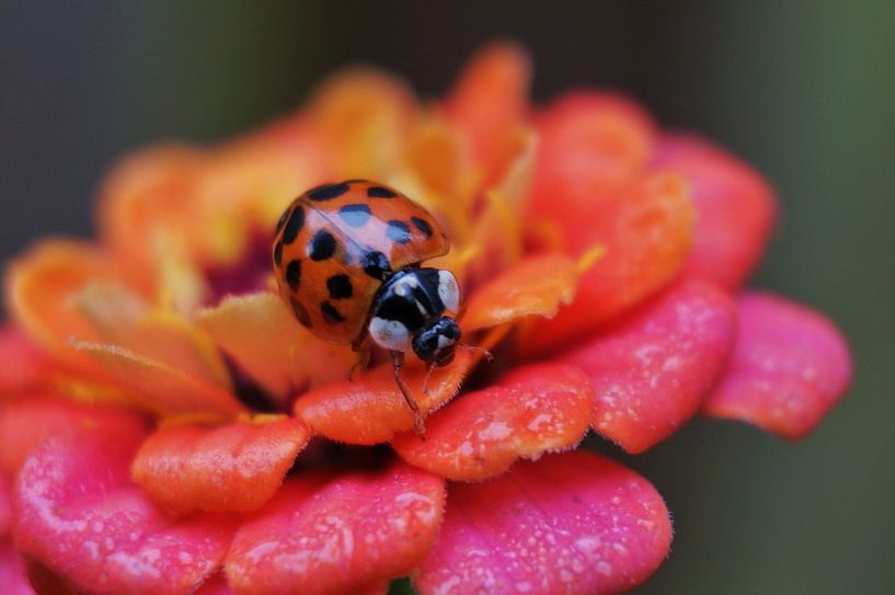 oranje von Marijke Vriens
