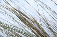 Seagrass