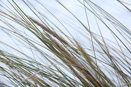 Seegras von Fotostudio Freiraum