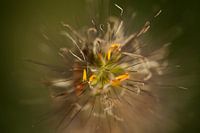Bloem 1