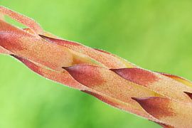 Detail van de stengel van Sempervivum tectorum