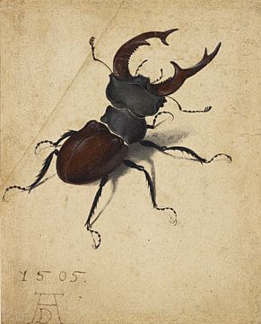 Stag Beetle, Albrecht Dürer