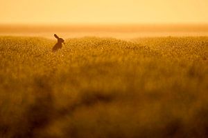Hase im Feld IV