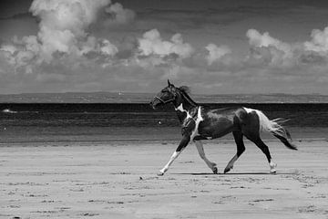 Happy Horse van Andreas Müller