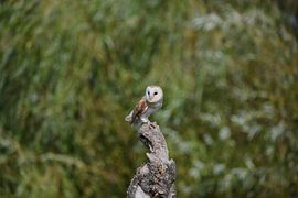 Barn owl by Erik Ramaker den Ouden