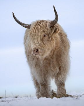 Blondes schottisches Highlander-Porträt im Schnee von Roy Kreeftenberg