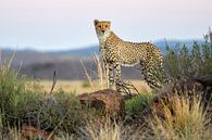 Jonge Cheetah (Acinonyx jubatus) staand op een rots op de uitkijk van Nature in Stock thumbnail