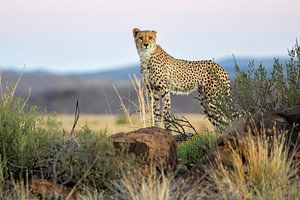 Junger Gepard (Acinonyx jubatus) steht auf einem Felsen auf der Lauer
