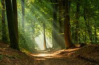 Sonnenharfen im Bergherbos. von René Jonkhout Miniaturansicht