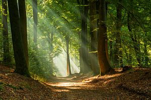 Des harpes solaires dans les Bergherbos. sur René Jonkhout