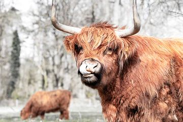 Schotse hooglander van Janine Bekker Photography