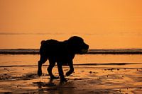 Welpe bei Sonnenuntergang