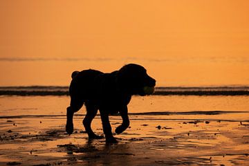 puppy bij zonsondergang van Annelies Cranendonk