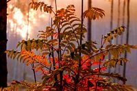 Red autumn leaves backlit