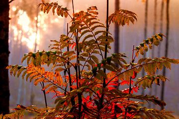 Rotes Herbstlaub im Gegenlicht von Margit Kluthke