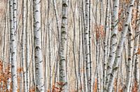 Birch forest