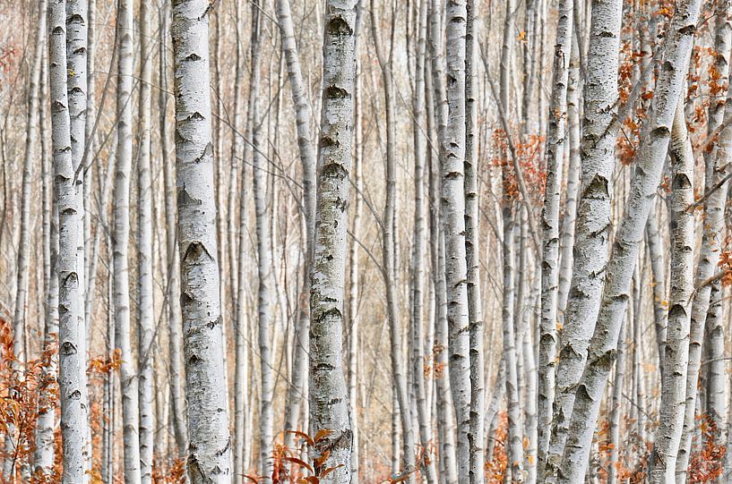 Birch forest by Violetta Honkisz