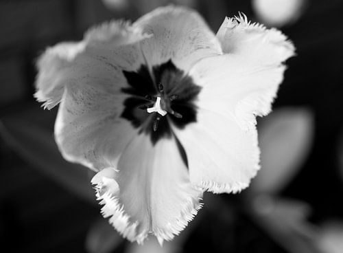 De eerste bloemen in de tuin in het Emsland