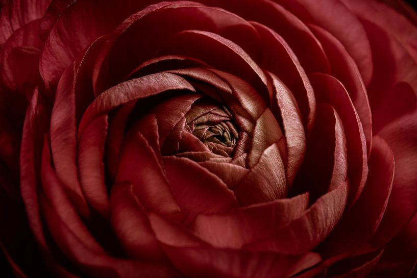 A flower with opening petals by Marjolijn van den Berg