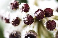 Snow berries van Ramon Bovenlander thumbnail