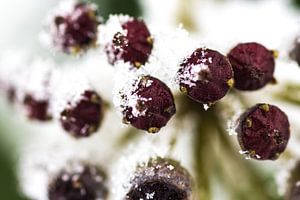 Snow berries van Ramon Bovenlander