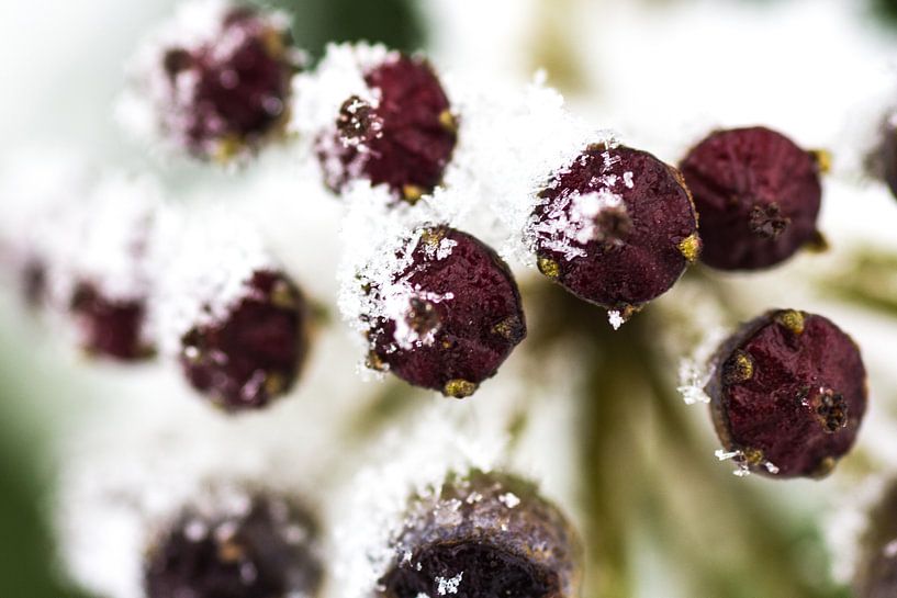 Snow berries van Ramon Bovenlander
