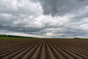 weiland in flevoland