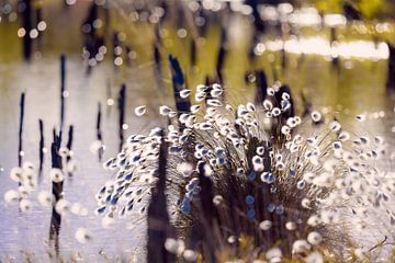 Cotton grass in the bog by Kurt Krause