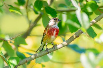 Linnet male sitting on branch between green leaves by Mario Plechaty Photography