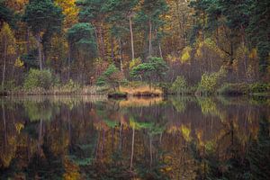 Diaconals in autumn colours