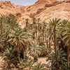 Oasis de palmiers dans le woenstine, Tunisie sur Bianca Kramer