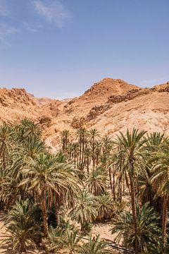 Oase van palmbomen in de woenstijn, Tunesië van Bianca Kramer