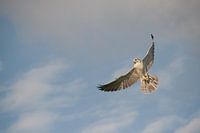 Falcon in flight