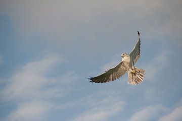 Falcon in flight van Marco de Groot