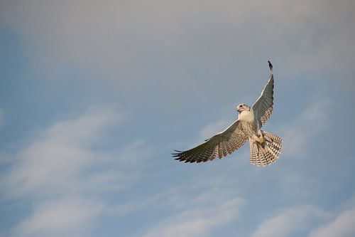 Falcon in flight