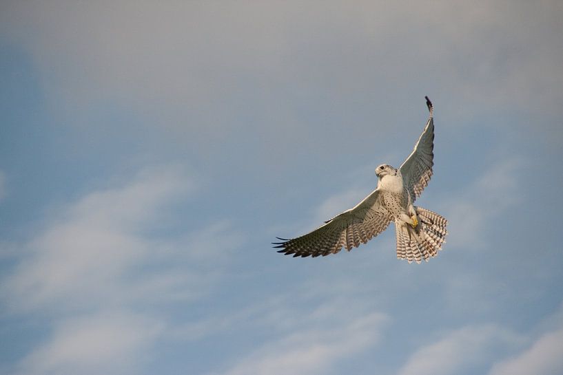 Falke im Flug von Marco de Groot