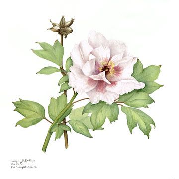 Pioenroos, Paeonia suffruticosa, aquarel van Ria Trompert- Nauta