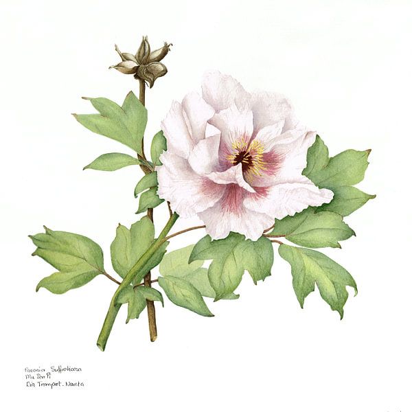 Aquarelle botanique d' une Pivoine, Paeonia suffruticosa. par Ria Trompert- Nauta