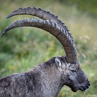 Capricorn very close