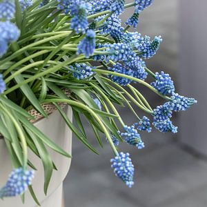 Blauwe druifjes
