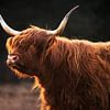 Schotse Hooglander in het Gouden Licht van Hevonax Photography