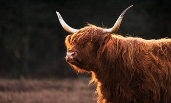 Scottish Highlander in the Golden Light