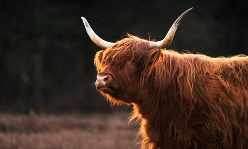 Scottish Highlander in the Golden Light