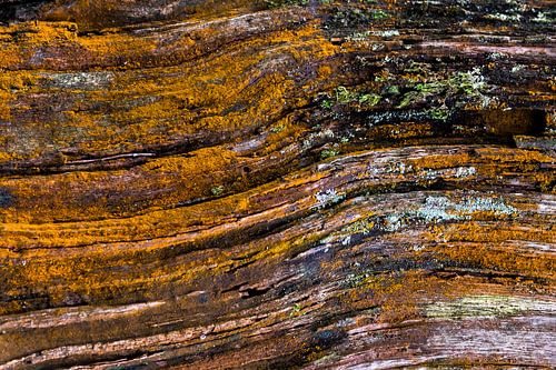 Leven op de boomschors