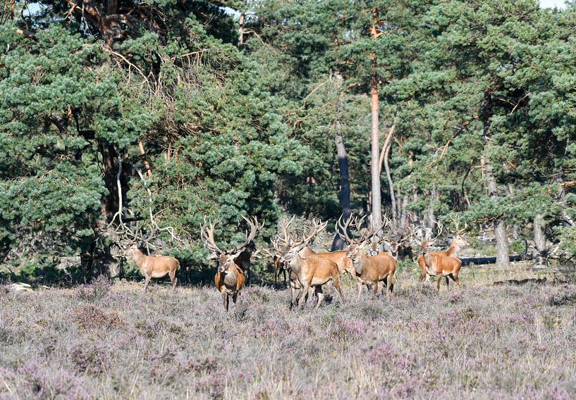 Red deer by Merijn Loch